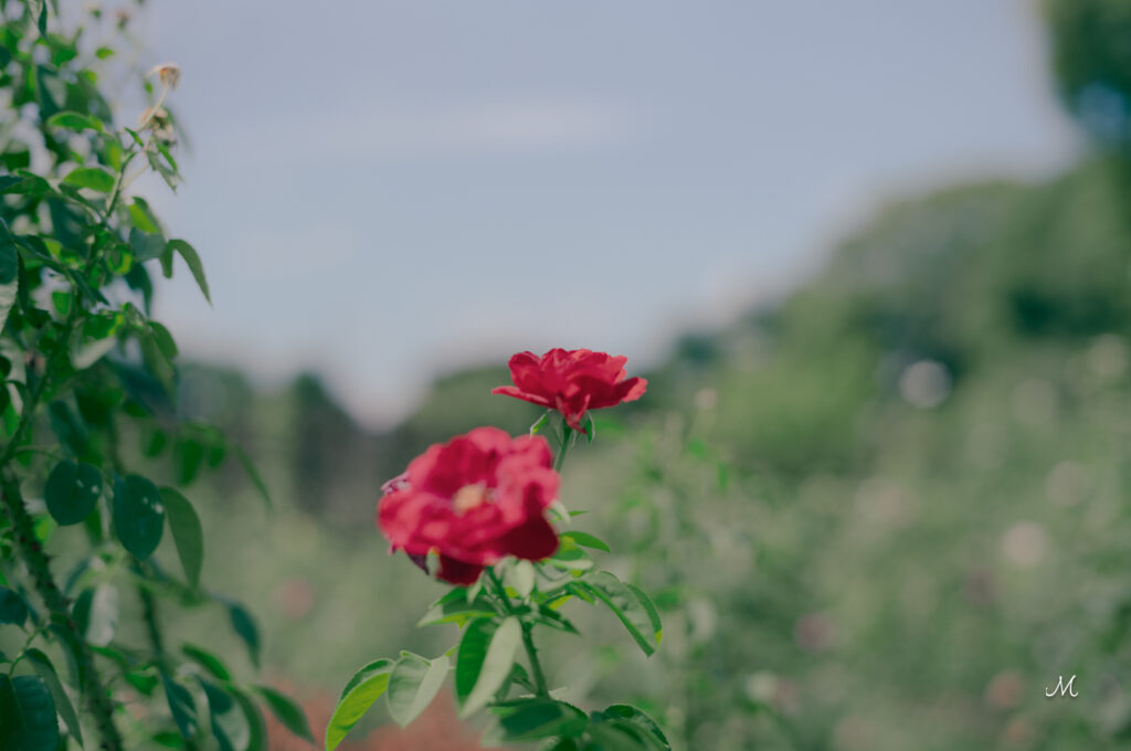 Leicaで撮る赤いバラ